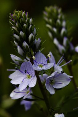 Makro mavi kır çiçekleri. Yaz çiçekleri yakın plan..