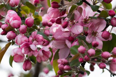Çiçek açan elma ağacı. Pembe çiçekler, makro fotoğrafçılık. Çiçekler yakın plan..