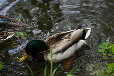 Bir drake yiyecek aramak için çevre dostu bir gölette yüzer. Güzel tüyler ve kuşlar.