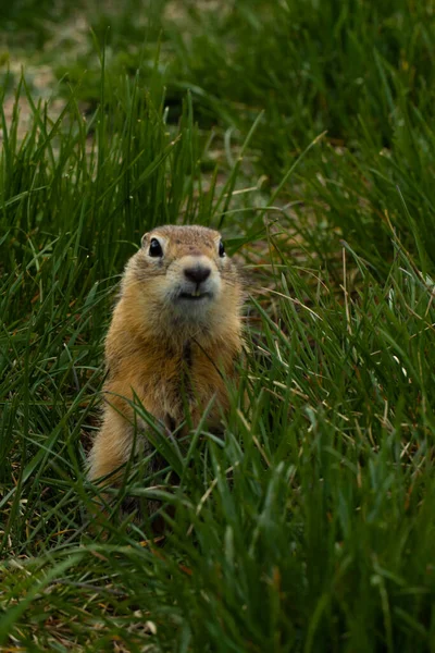 Una ardilla roja de tierra está de pie sobre sus patas traseras en un campo de hierba verde. — Foto de Stock