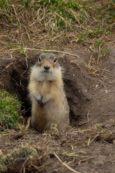 The ground squirrel guards its burrow and looks directly into the camera. A gopher stands on its hind legs on the ground in a park.