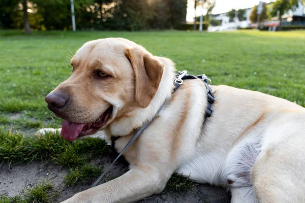 Sarışın Dudley Labrador köpeği tasmasıyla yerde yatıyor.