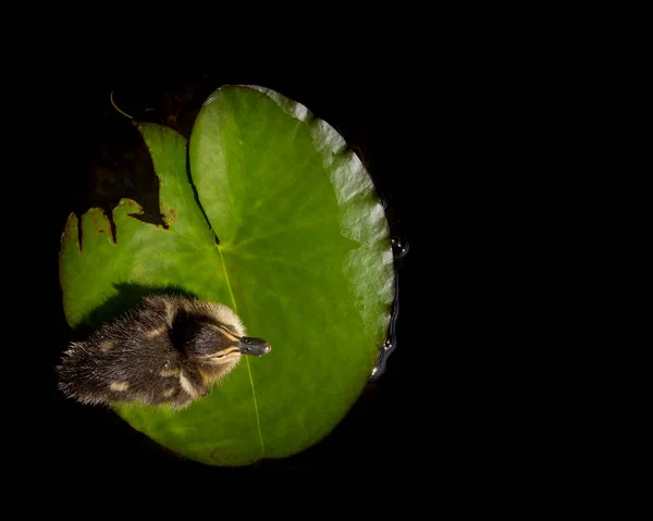 Sudaki yeşil yaprak üzerinde ördek yavrusu