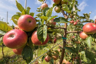 Meyve bahçesindeki ağaçtan sarkan yemyeşil elmalar.