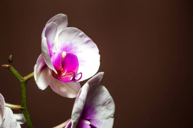 Kahverengi arkaplanda yakın plan orkide çiçekleri