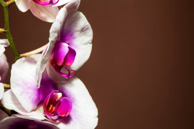 Kahverengi arkaplanda orkide çiçekleri yakın planda.