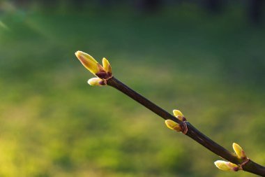 Arkaplanda bulanık yeşil bir arkaplanda bir ağaç dalının sarı tomurcukları