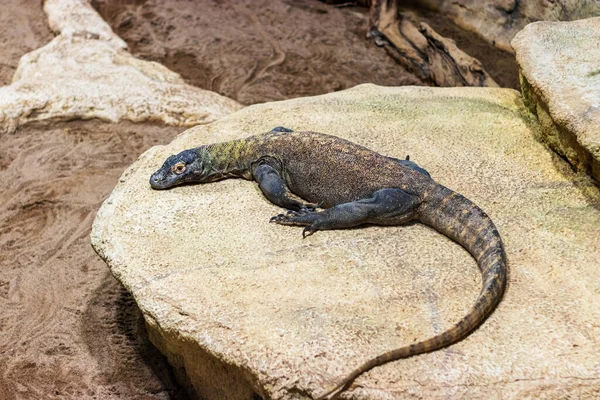 Lagarto Monitor Lagarto Encontra Uma Pedra — Fotografia de Stock