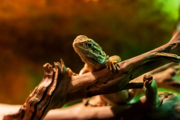 Lagarto Pequeno Close Ramo Cores Misturadas — Fotografia de Stock