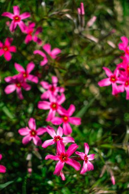 Pembe çiçekler, yakın plan yeşil çimenlerin üzerinde papatya çayı, güneşli bir gün, papatya çayı