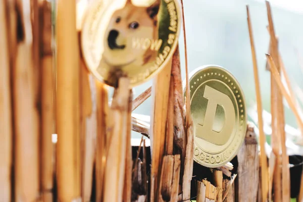Kripto para birimi Dogecoin paralar ve arka planda bir köpek var.