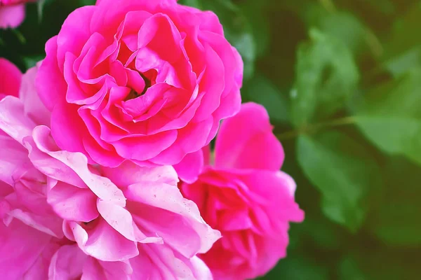 Pembe çiçek, çalılar yeşil çalıların arka planına doğru yükseldi.