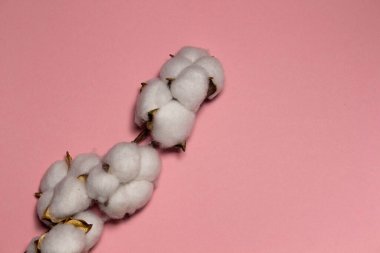 Pamuk dalıyla pembe arkaplan üzerine yazılmış metin için. Biçim.