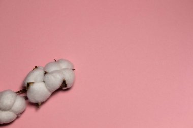 Pamuk dalıyla pembe arkaplan üzerine yazılmış metin için. Biçim.