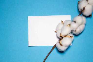 Mavi arkaplan ve pamuk dallı metin için bir model. Biçim.