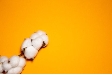 Pamuk dalıyla turuncu arkaplanda metin için bir model. Biçim.