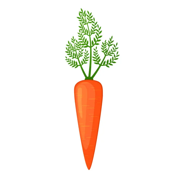 Оранжевая Морковь Листьями Карикатурном Стиле Векторная Иллюстрация Белом Фоне — стоковый вектор