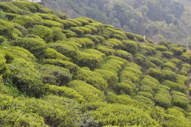 Çay Bahçesi, Darjeeling