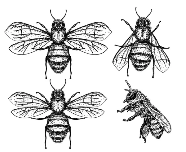 Bees set. vector illustration of tree honey bee. Hand drawn sketch isolated on white — Stock Vector