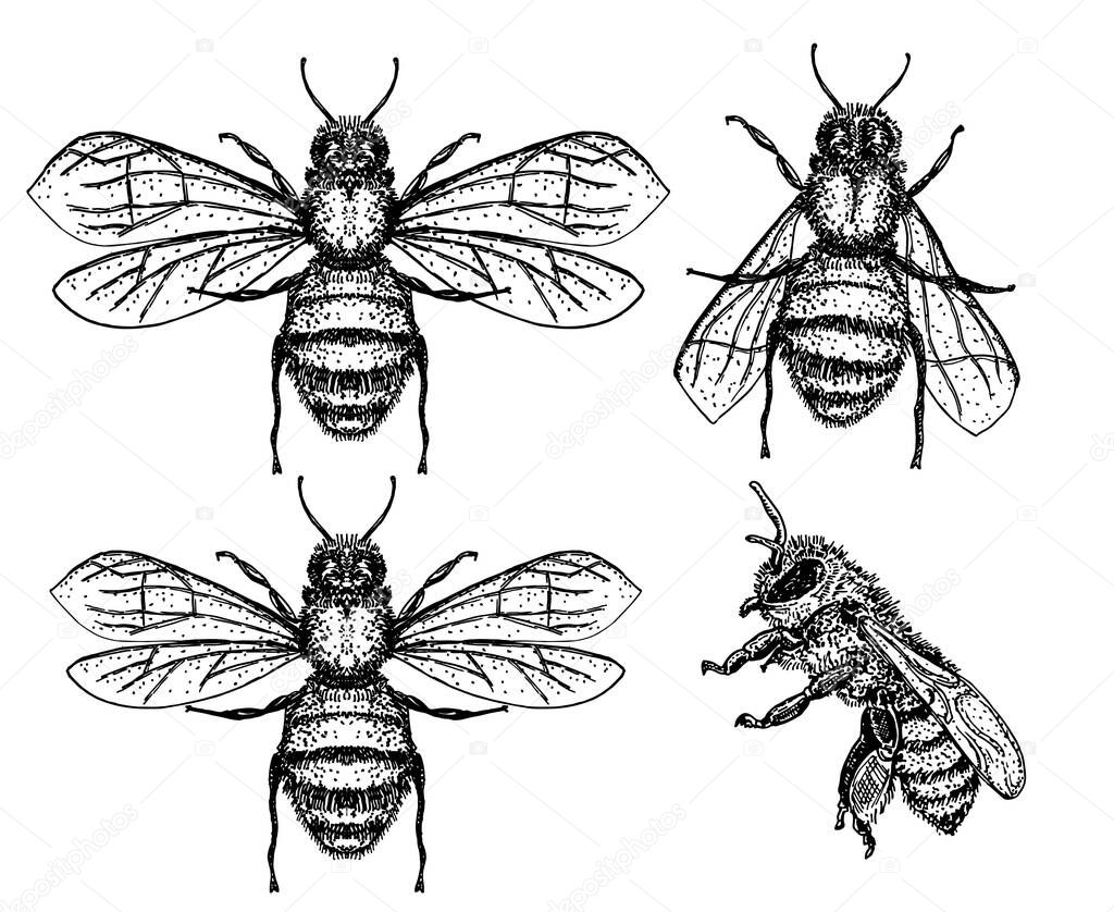 bees set. vector illustration of tree honey bee. Hand drawn sketch isolated on white