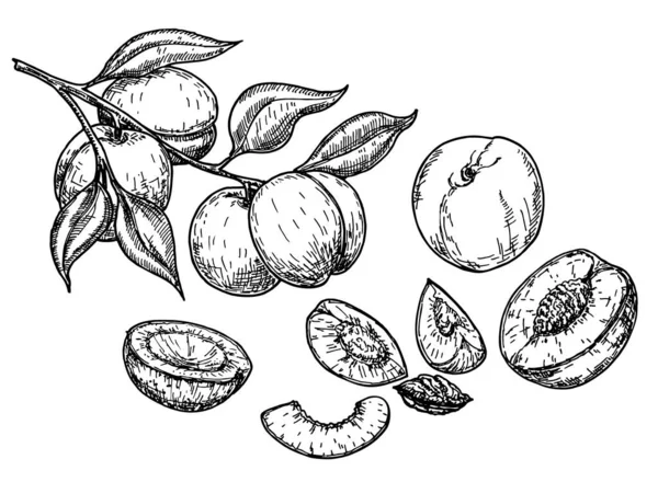 Set de bocetos de frutas melocotón. Fondo vectorial con melocotones. Ilustración de vectores ecológicos vintage. Durazno maduro, rodajas de durazno. Aislado sobre un fondo blanco. — Vector de stock