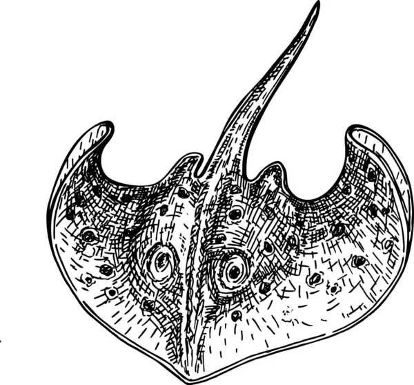 Schets pijlstaartroggen. Inkttekening van zeevruchten. Handgetekende vectorillustratie — Stockvector