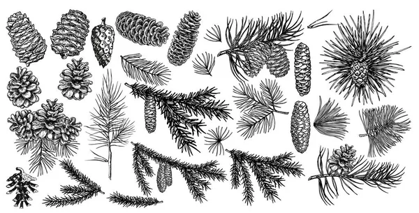 Ramas de abeto, pino, conos conjunto de bocetos. Cepillos, guirnaldas, bordes de línea. Elementos de decoración de árboles de Navidad para invitaciones, tarjetas, pancartas. Año nuevo vector de vacaciones. Naturaleza Plantilla invierno — Archivo Imágenes Vectoriales