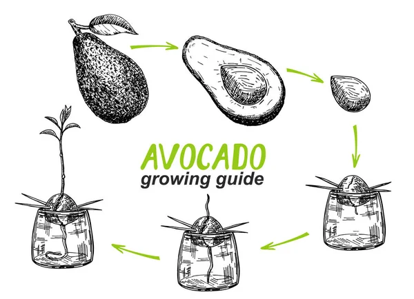 Guia de crescimento de abacate. Como cultivar um abacate da semente. Fruta de abacate, semente, broto e árvore. Ilustração vetorial do abacate de fruto — Vetor de Stock