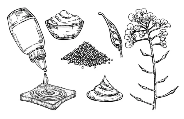 Molho de mostarda no desenho vetorial tigela. Ingrediente alimentar desenhado à mão. Flor botânica ramo e pilha de sementes, tempero em uma garrafa. Tempero natural e sabor. Para etiqueta de modelo, design de embalagem — Vetor de Stock