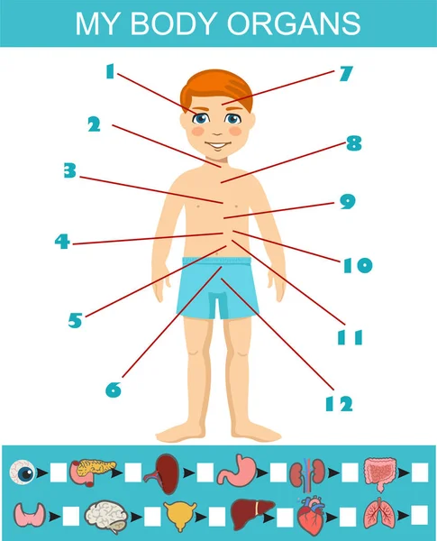 Moje orgány prohledávají plán plochého vektoru. Anatomie učení hra pro děti šablony, kreslený pracovní list nápad. Vzdělávací informační schéma pro děti zobrazující orgány lidského těla kresleného chlapce. — Stockový vektor