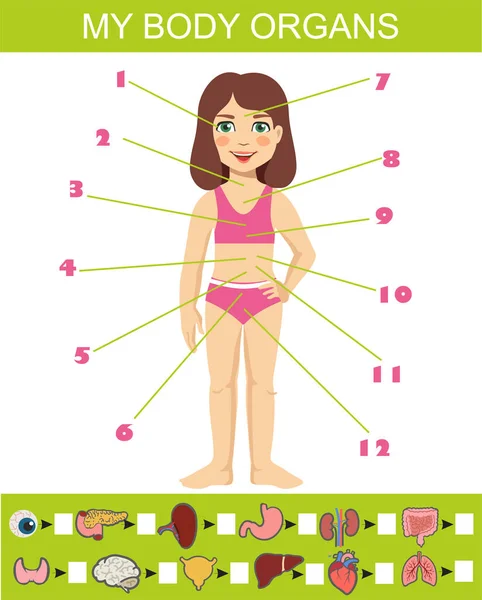 My organs search puzzle flat vector design. Anatomy learning game for kids template, cartoon worksheet idea. Educational infographic chart for kids showing organs of human body of a cartoon girl. — Stok Vektör