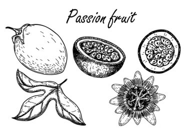 Tutku meyvesi çizim seti. Dilimli tutku meyvesi çiz. El çizimi tropikal gıda çizimi. Yazın işlenmiş çarkıfelek meyveleri. Tam ve dilimlenmiş maracuya. Botanik eskizi.