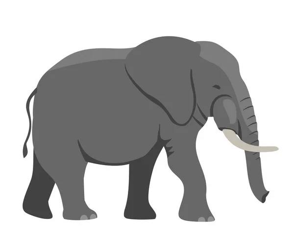 Elefante ambulante simples vetor Ilustração. Grande elefante africano cinzento com presas brancas. Ilustração vetorial, elemento de design plano, estilo cartoon. Isolado sobre fundo branco. —  Vetores de Stock