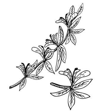 Honeysuckle Lonicera periclymenum , or woodbine, medicinal plant. Branch honeysuckle. Hand drawn sketch botanical vector illustration clipart
