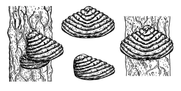 Большой пороховой гриб Fomitopsis pinicola на березе в лесу. Fomes fomentarius false tinder fffus, coof falus, tinder conk, tinder polypore set изолированный на белом фоне — стоковый вектор