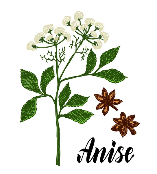 Anise ilustração herbal. Estilo de esboço botânico. Ramo de anis, folhas de anis e sementes. Flor médica isolada e folhas. Para embalagem de chá, condimento, óleo. Ilustração do vetor botânico vegetal. —  Vetores de Stock