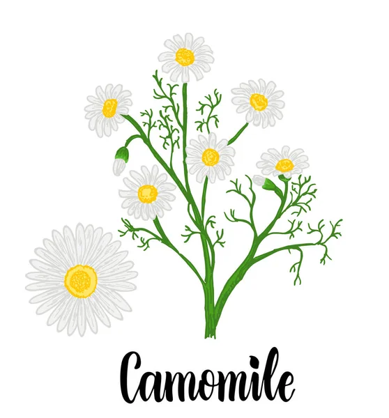 Chamomile or daisy flowers isolated on white background. Camomile garden. White flowers of German chamomile daisy. Medicinal herbs collection. Vector illustration botanical. — Stock Vector