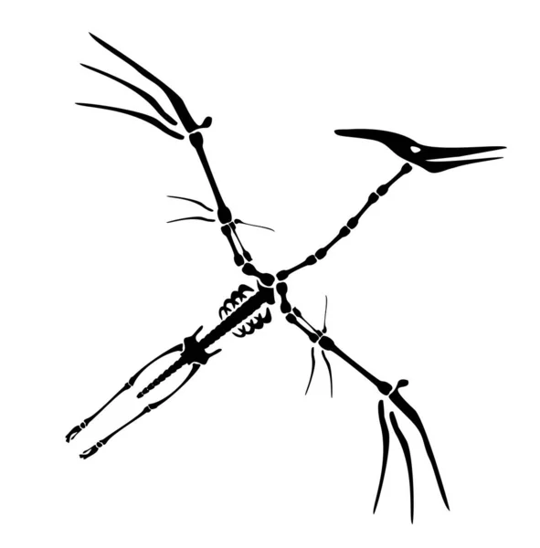 Διάνυσμα Δεινόσαυρος Πτεροδάκτυλος Σκελετός. Αρχέγονη πανίδα, Κρητιδική περίοδος. Τεράστιο Zhenyuanopterus theropod. Ιπτάμενος πτερόσαυρος ή πτεροδάκτυλος. Απεικόνιση σιλουέτας απομονωμένη — Διανυσματικό Αρχείο