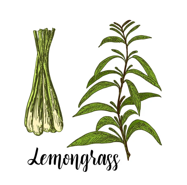 Lemongrass vector de color conjunto. Dibujado a mano hierba de té de hierba de limón Ilustración. Imágenes detalladas de estilo retro. Elemento de boceto vintage para etiquetas, embalaje y diseño de tarjetas. — Vector de stock