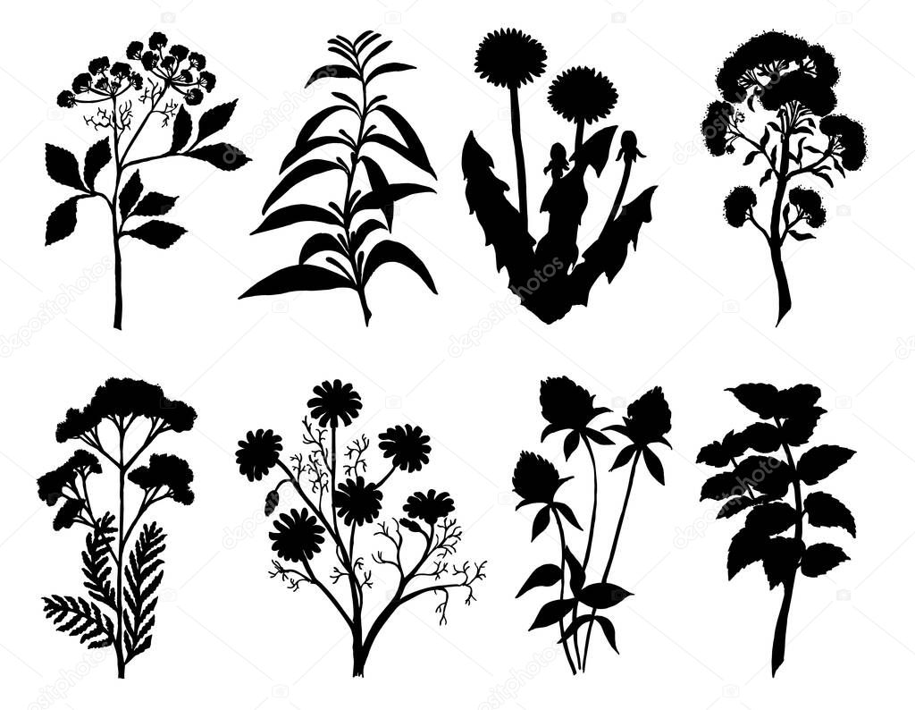 Set of silhouette by herbs and flowers, hand drawn sketch. Medicinal and tea herbs silhouettes. Black silhouettes of meadow wild herbs. Vector illustration.