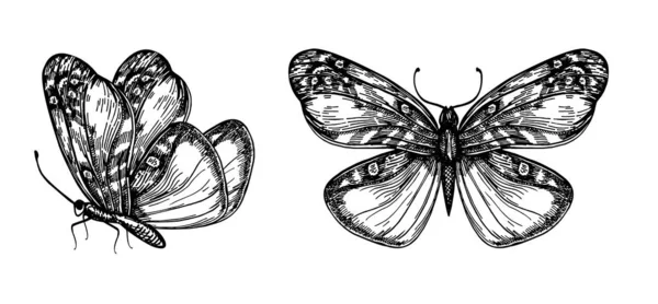 Набор векторных ручных бабочек для дизайна Векторная ручная иллюстрация бабочек с открытыми и складными крыльями — стоковый вектор