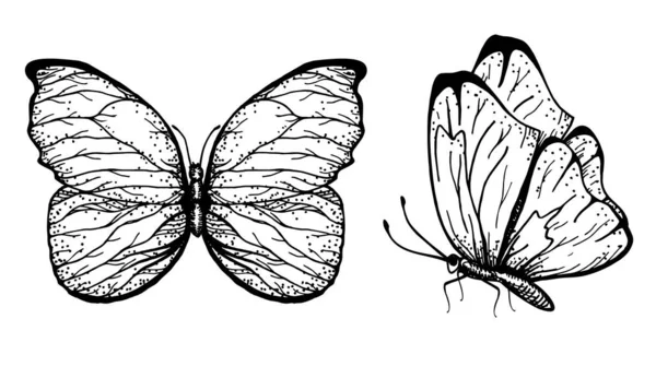 Vetor mão desenhada ilustração de borboletas com asas abertas e dobradas Esboço — Vetor de Stock