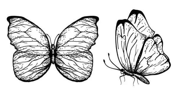 Векторна рука намальована ілюстрація метеликів з відкритими і складеними крилами Ескіз — стоковий вектор