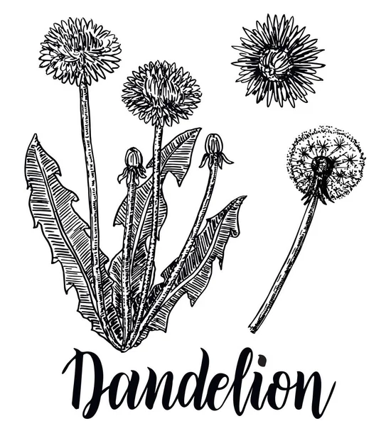 Diente de león medicinal botánico aislado ilustración Flying dandelion seeds — Vector de stock