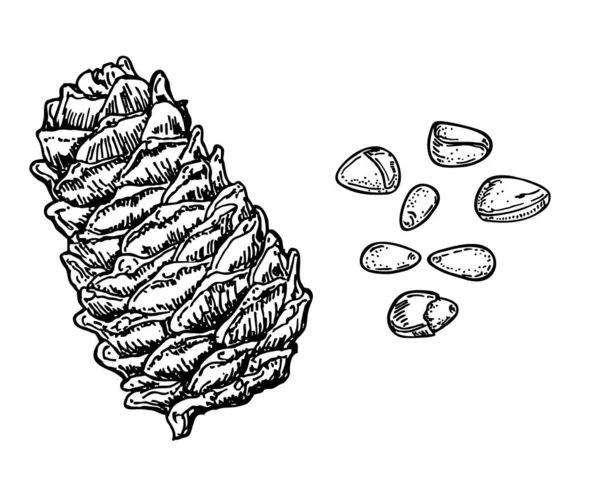 Tuschskizze von Kiefernnuss. Pinienkerne und Zedernzapfen. Handgezeichnete Vektordarstellung isoliert auf weißem Hintergrund. Gesunde biologische Lebensmittel. Ideal für Verpackungsdesign. Gravierter Stil — Stockvektor