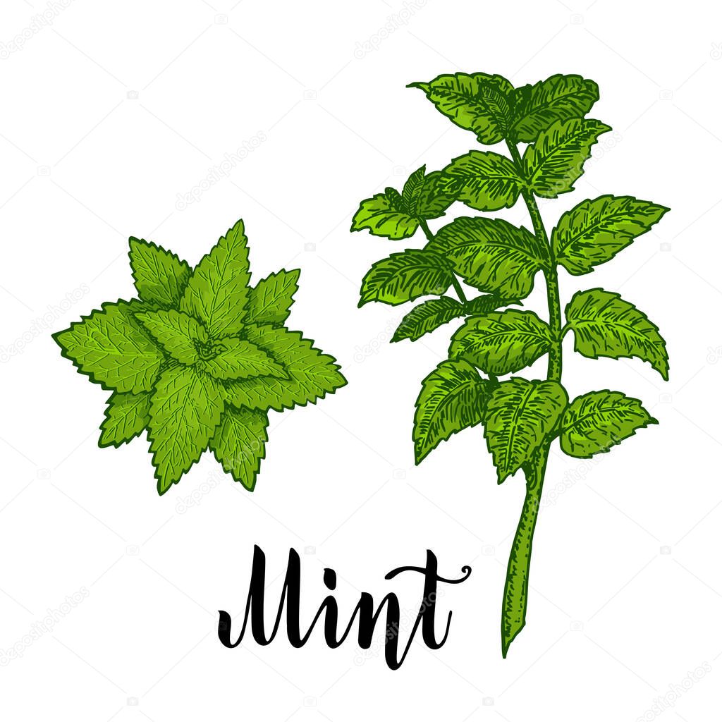 Mint. Mint leaves, mint plant. Botanical drawing. Isolated color vector on white background. Hand drawn illustration. Retro style sketch
