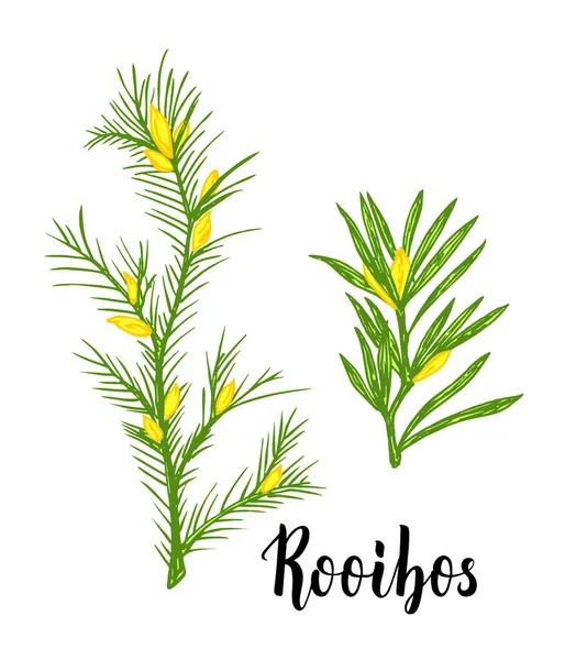 Rooibos planta do chá, folha, flor. Ramo de rooibos Desenho a mão desenho a cores ilustração, arte de linha. Chá rooibos africano, bebida quente. Chá de ervas. Isolado sobre fundo branco —  Vetores de Stock