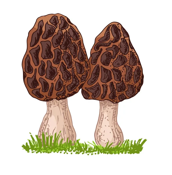 Morel cogumelo mão desenhada. Desenho de comida de esboço. isolado em branco. Produto vegetariano orgânico. Ótimo para menu, etiqueta, embalagem do produto, receita. Cogumelos comestíveis morel ilustração vetorial. —  Vetores de Stock