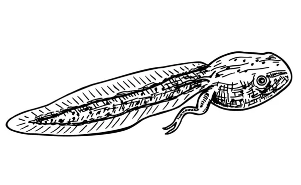 Žabí tyč nakreslená ve stylu náčrtku. Žabí obojživelník polliwog. Vodní plaz. Pollywog izolované na bílém pozadí. Ručně kreslená vektorová ilustrace — Stockový vektor