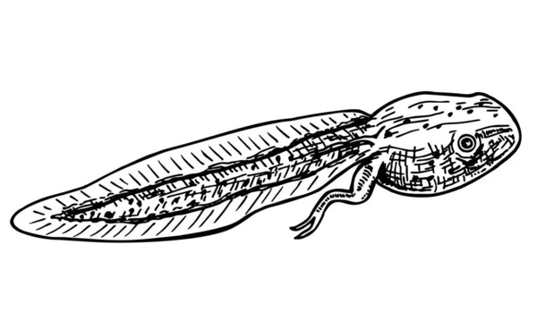 Kurbağa yavrusu taslak şeklinde çizilmiş. Amfibi kurbağasının polliwogu. Su sürüngeni. Pollywog beyaz arka planda izole edildi. El Çizimi vektör illüstrasyonu — Stok Vektör